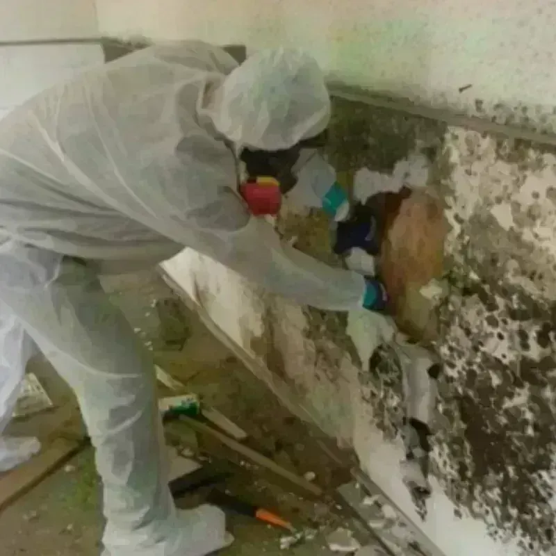 Mold Remediation and Removal in Waymart, PA